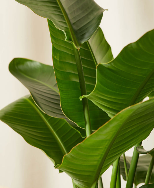 Close-up of green leaves with a blurred background