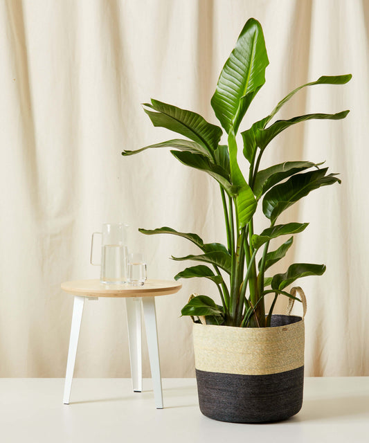 Tall potted plant in a decorative pot on a white surface with a neutral background