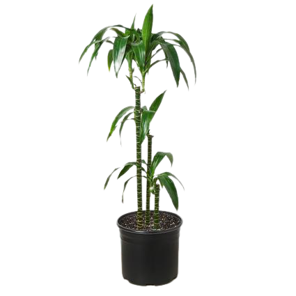 Dracaena 'Elegance' - 10" Pot Dracaena 'Elegance' - 10" Pot