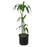 Dracaena 'Elegance' - 10" Pot Dracaena 'Elegance' - 10" Pot