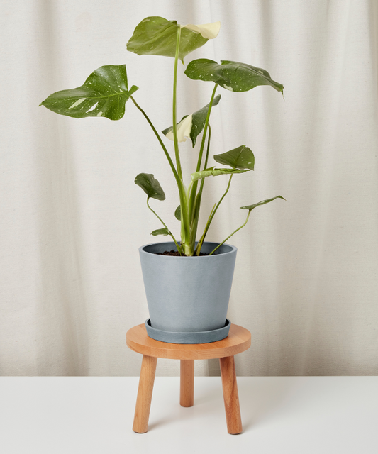 Potted plant on a small wooden stool against a plain background