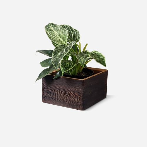 Diamond self-watering, wall-mounted planter Diamond self-watering, wall-mounted planter