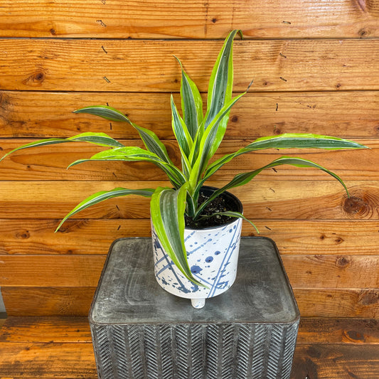 Potted plant on a metal stand against a wooden wall