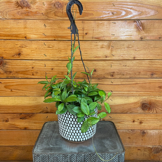 Potted plant hanging from a hook against a wooden wall