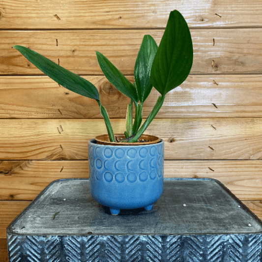 Potted plant in a blue textured pot on a metal surface with a wooden background