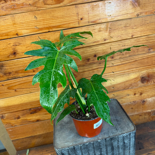 Potted plant on a small table with a wooden wall background
