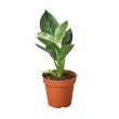 Philodendron 'Birkin'