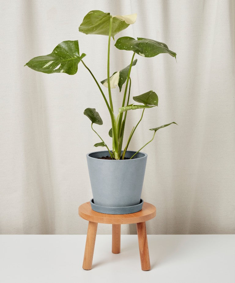 Potted plant on a small wooden stool against a plain background