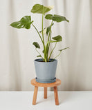 Potted plant on a small wooden stool against a plain background
