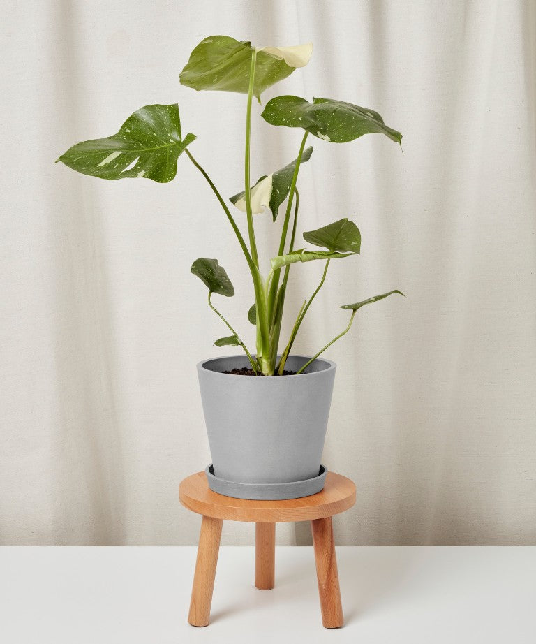 Potted plant on a small wooden stool against a plain background