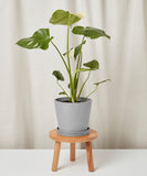 Potted plant on a small wooden stool against a plain background