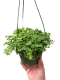 Peperomia Deppeana