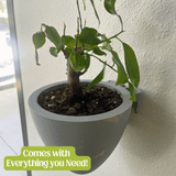 Potted plant on a windowsill with text 'Comes with Everything you Need!'