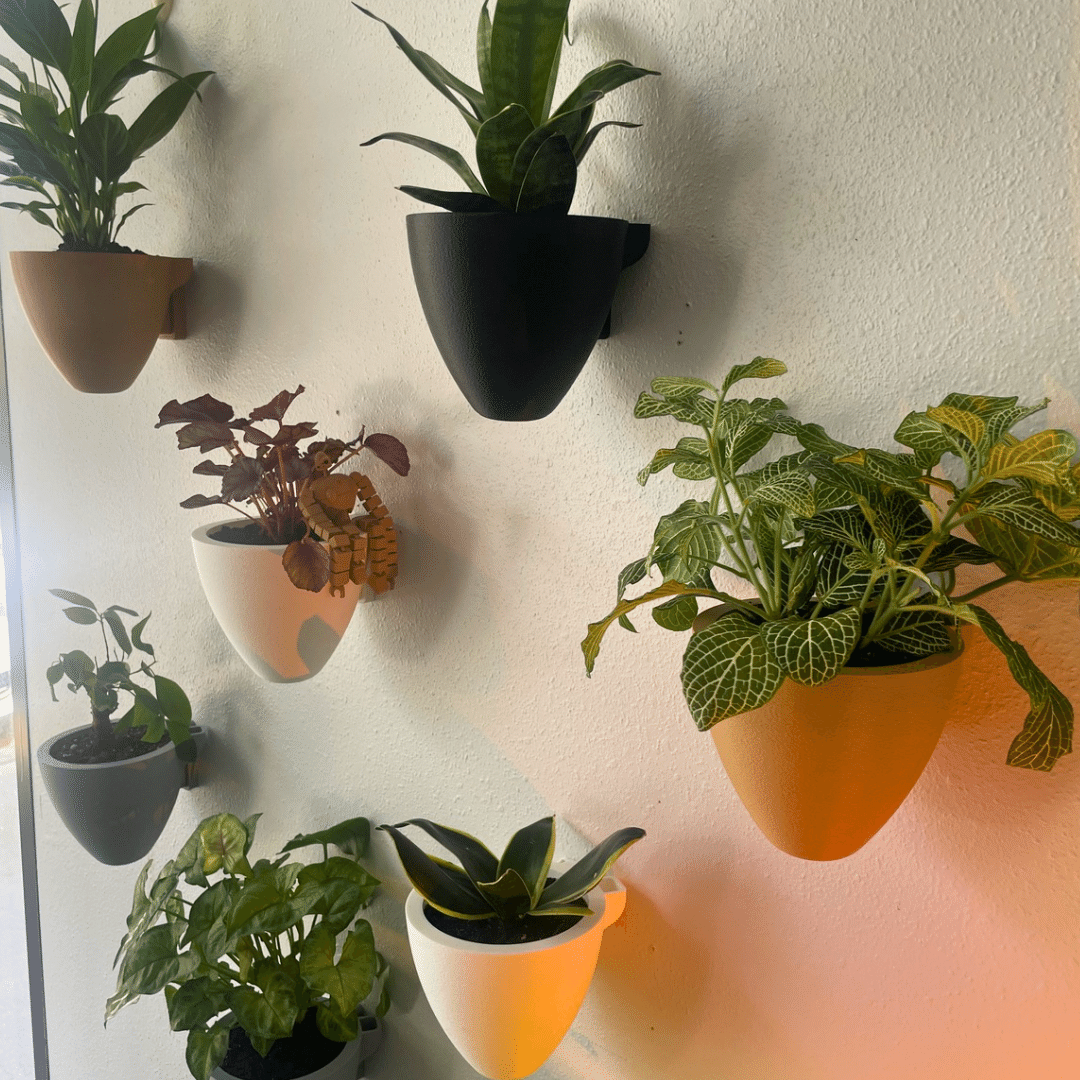 Collection of potted plants on a textured wall