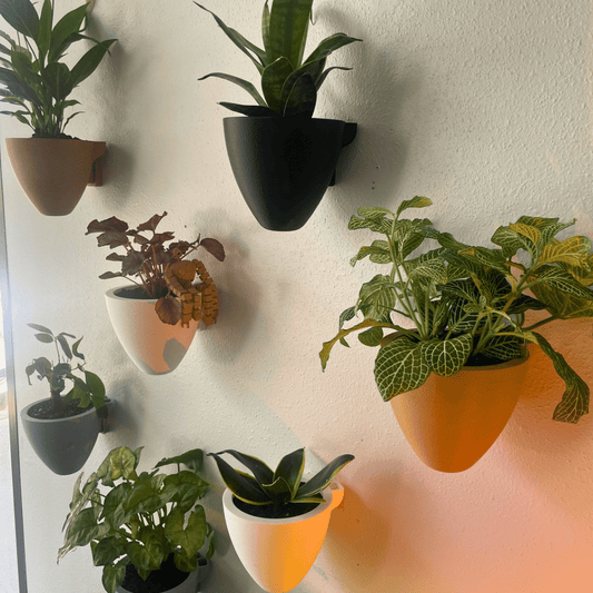 Collection of potted plants on a textured wall