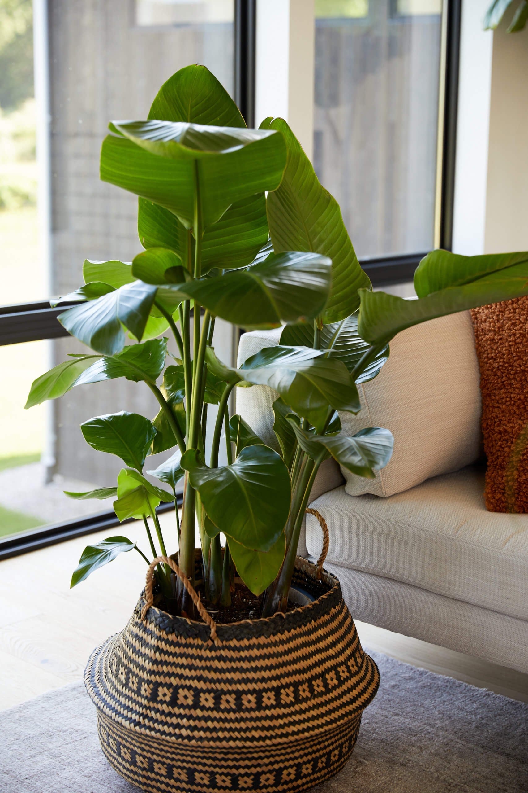 Potted plant in a woven basket on a coffee table with a couch and cushions in the background.