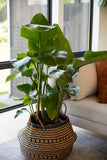 Potted plant in a woven basket on a coffee table with a couch and cushions in the background.