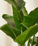 Close-up of green leaves with a blurred background