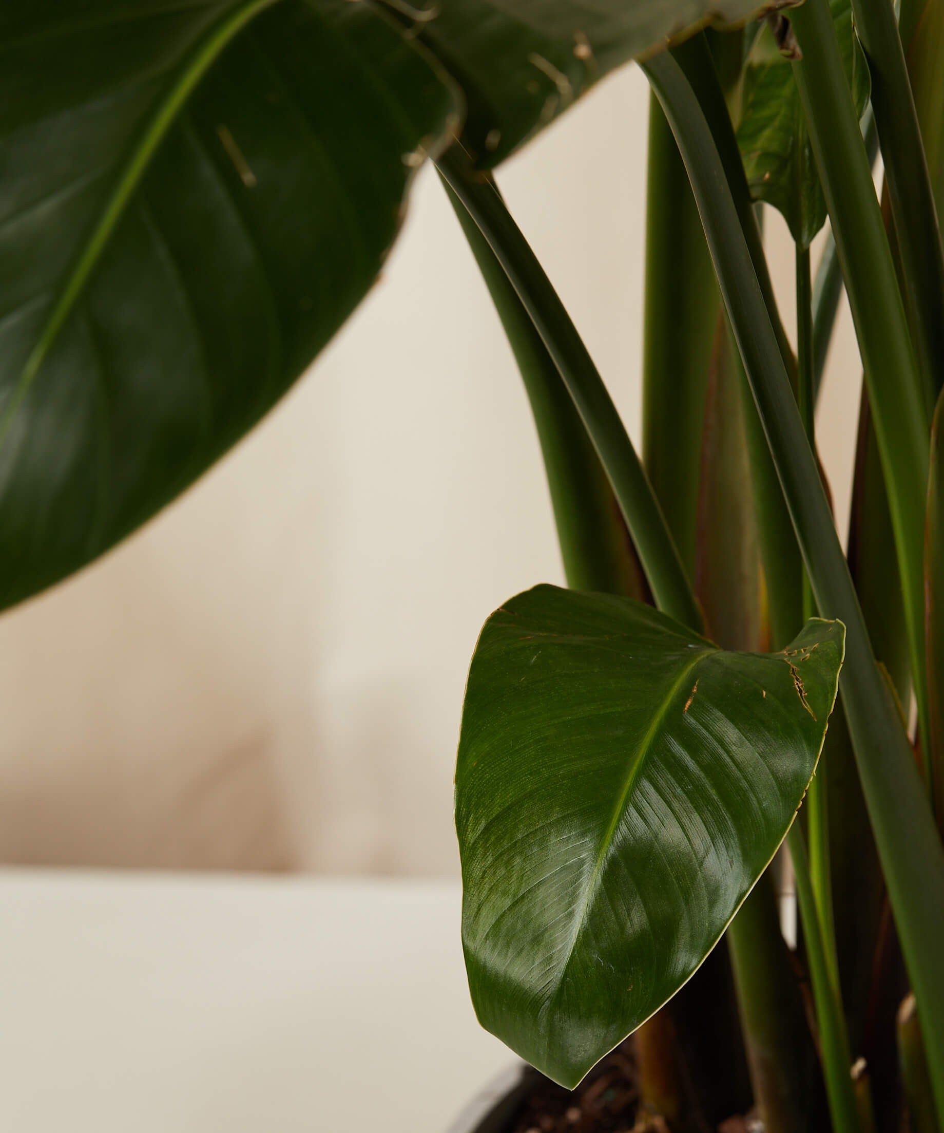 Close-up of a green leafy plant with a blurred background