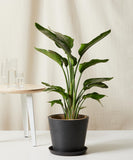 Potted plant on a white surface with a neutral background