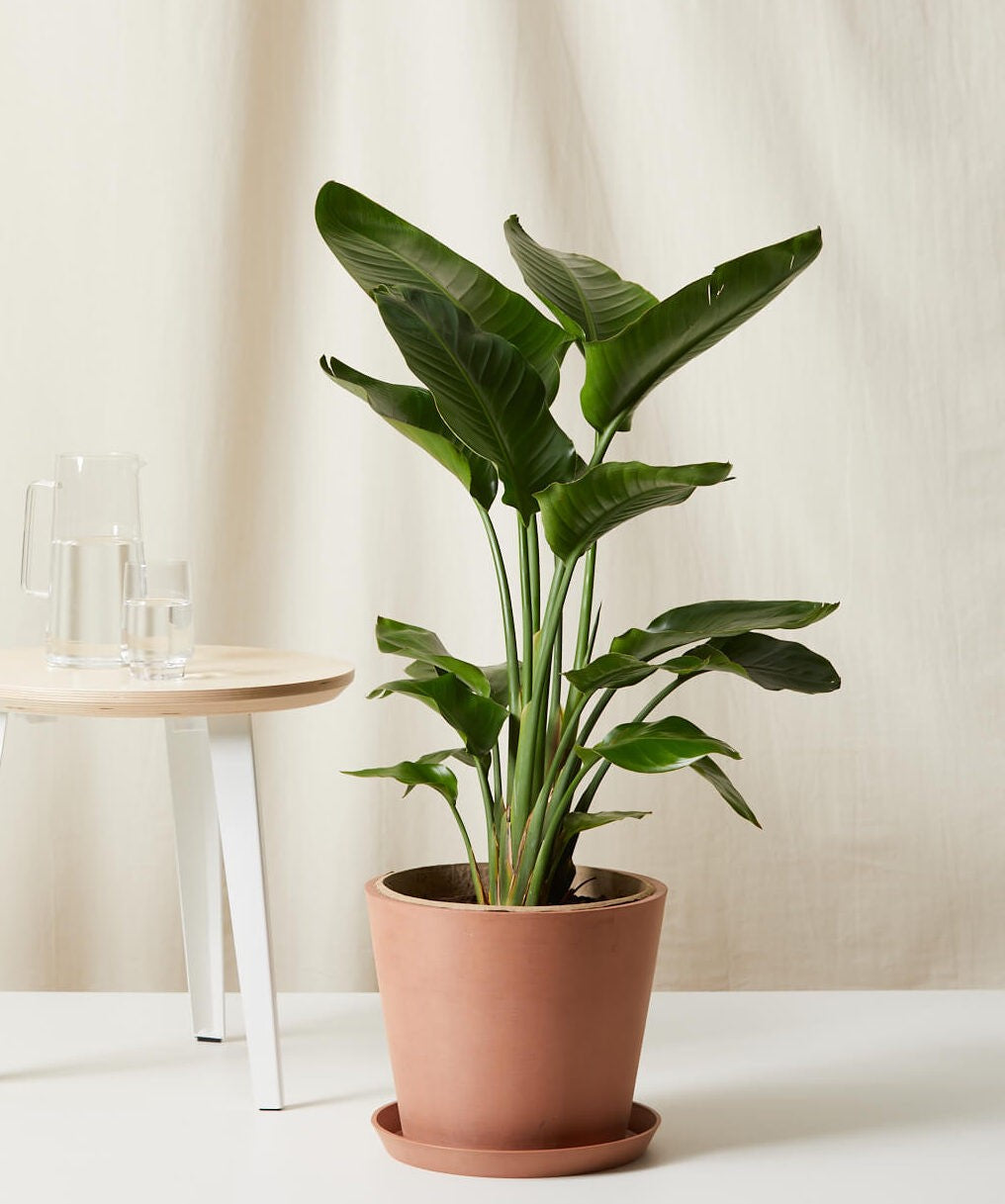 Potted plant on a white surface with a neutral background