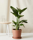 Potted plant on a white surface with a neutral background
