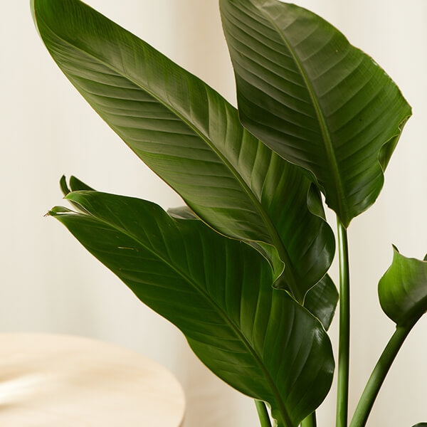 Close-up of green leaves with a neutral background