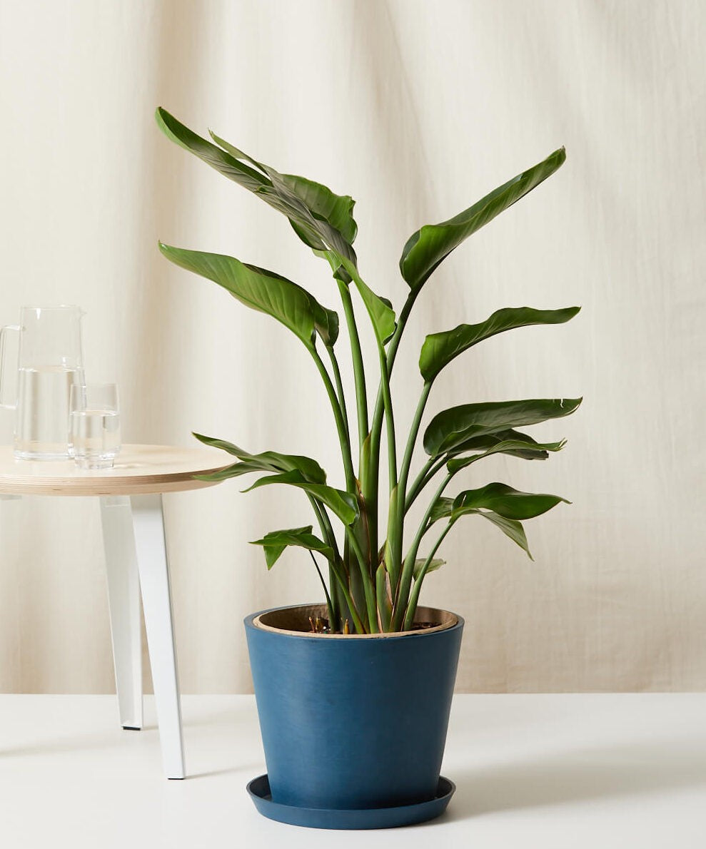 Potted plant in a blue pot on a white surface with a neutral background