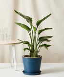Potted plant in a blue pot on a white surface with a neutral background
