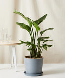 Potted plant on a white surface with a neutral background