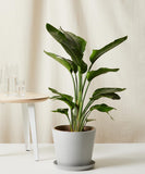 Potted plant on a white surface with a neutral background