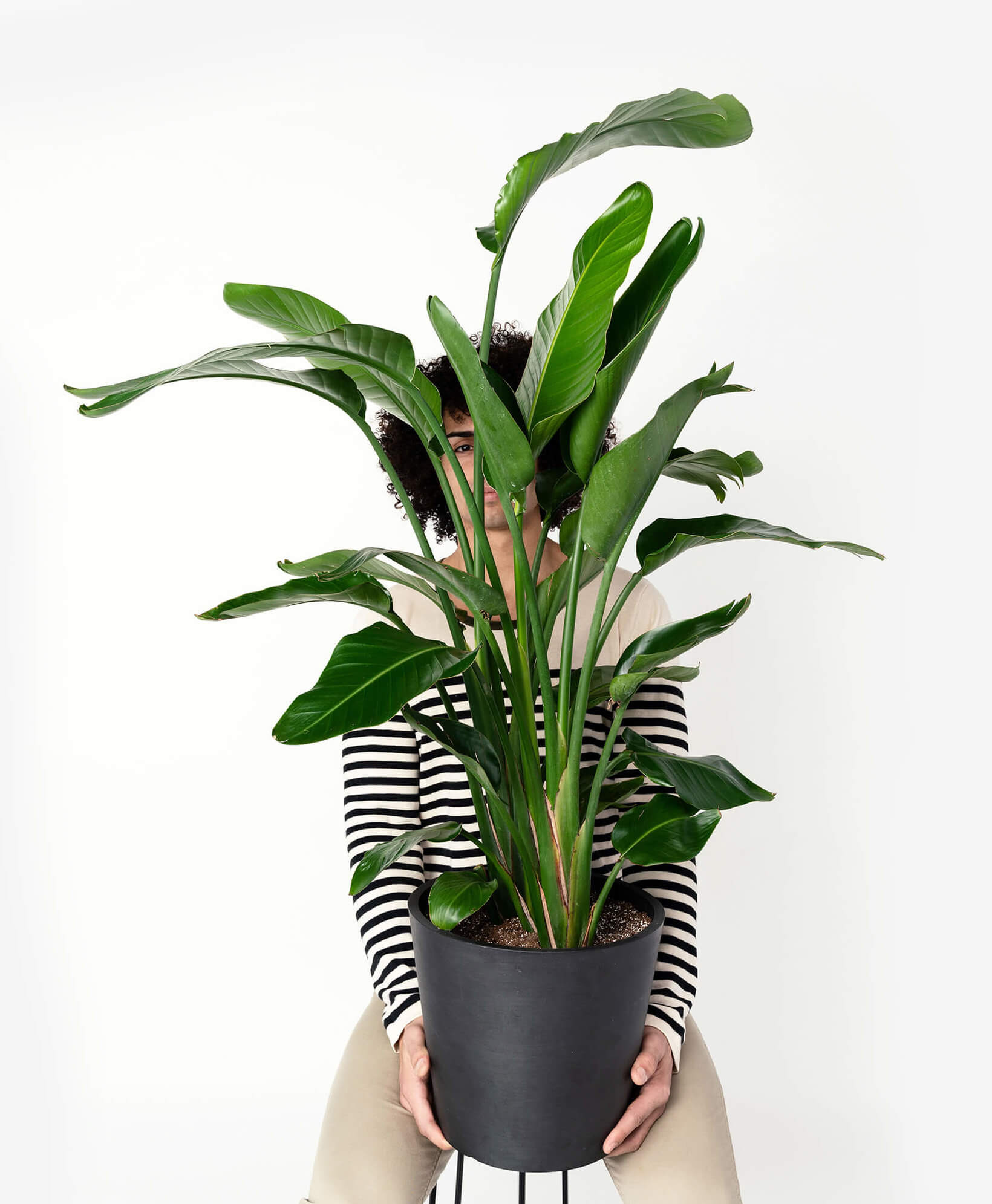 Person holding a large potted plant against a white background