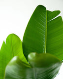 Close-up of a green leaf with a white background