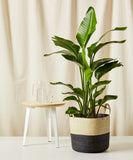 Tall potted plant in a decorative pot on a white surface with a neutral background
