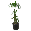 Dracaena 'Elegance' - 10" Pot