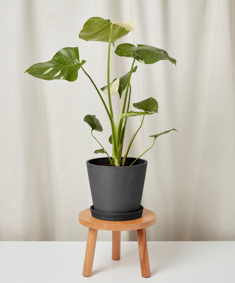 Potted plant on a small wooden stool against a plain background