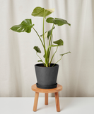 Potted plant on a small wooden stool against a plain background