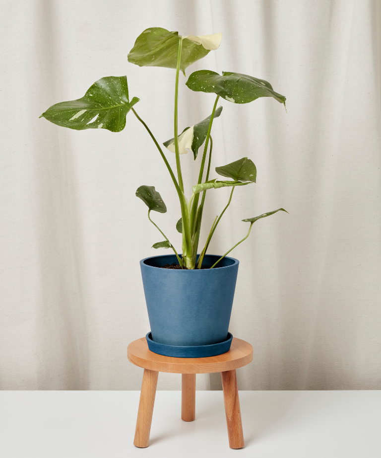 Potted plant on a small wooden stool against a plain background