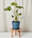 Potted plant on a small wooden stool against a plain background