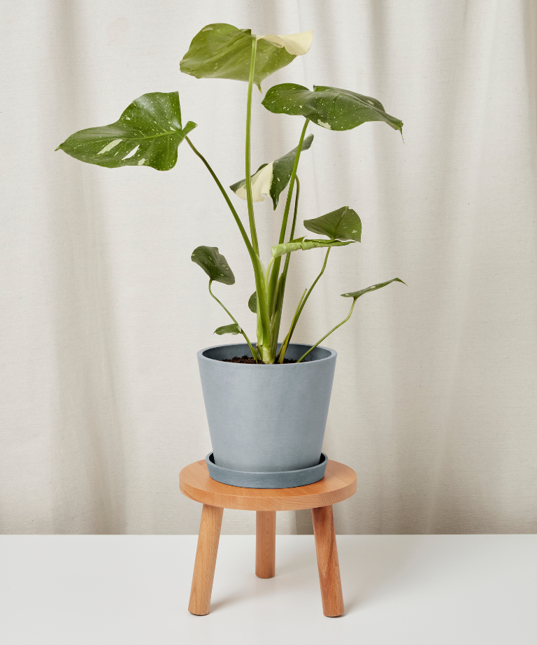 Potted plant on a small wooden stool against a plain background