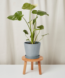 Potted plant on a small wooden stool against a plain background