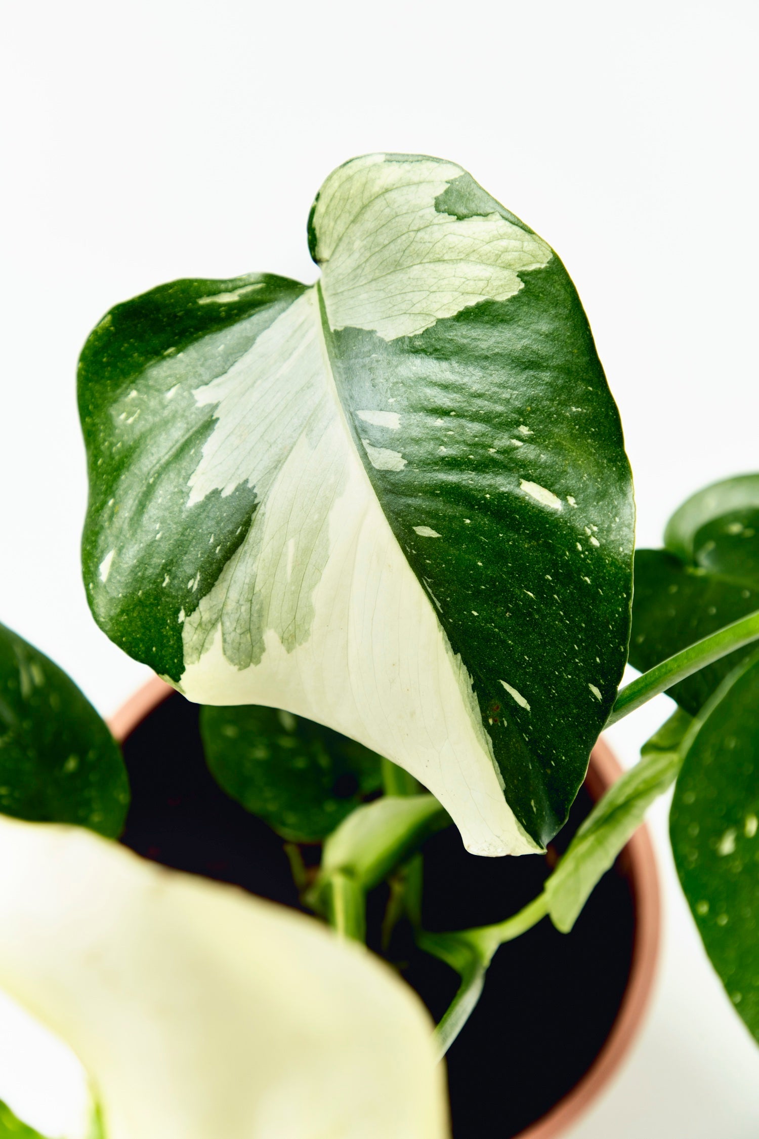 Potted plant with green and white leaves on a light background