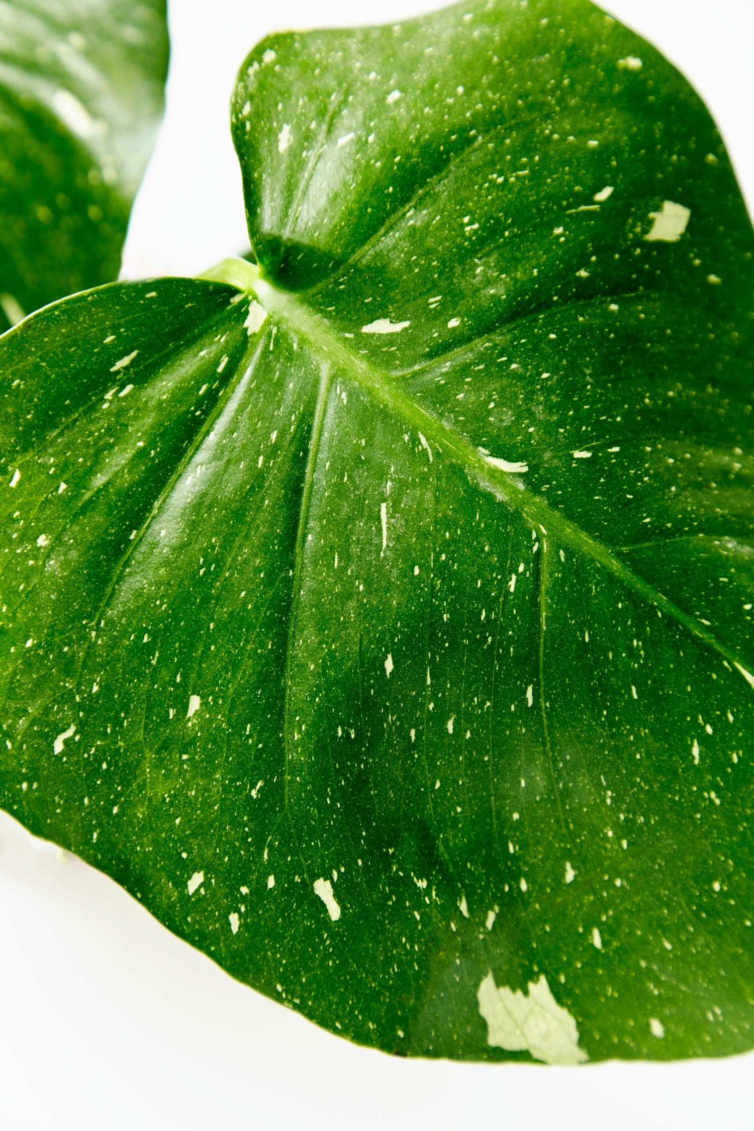 Close-up of a green leaf with white spots on a white background