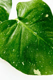 Close-up of a green leaf with white spots on a white background