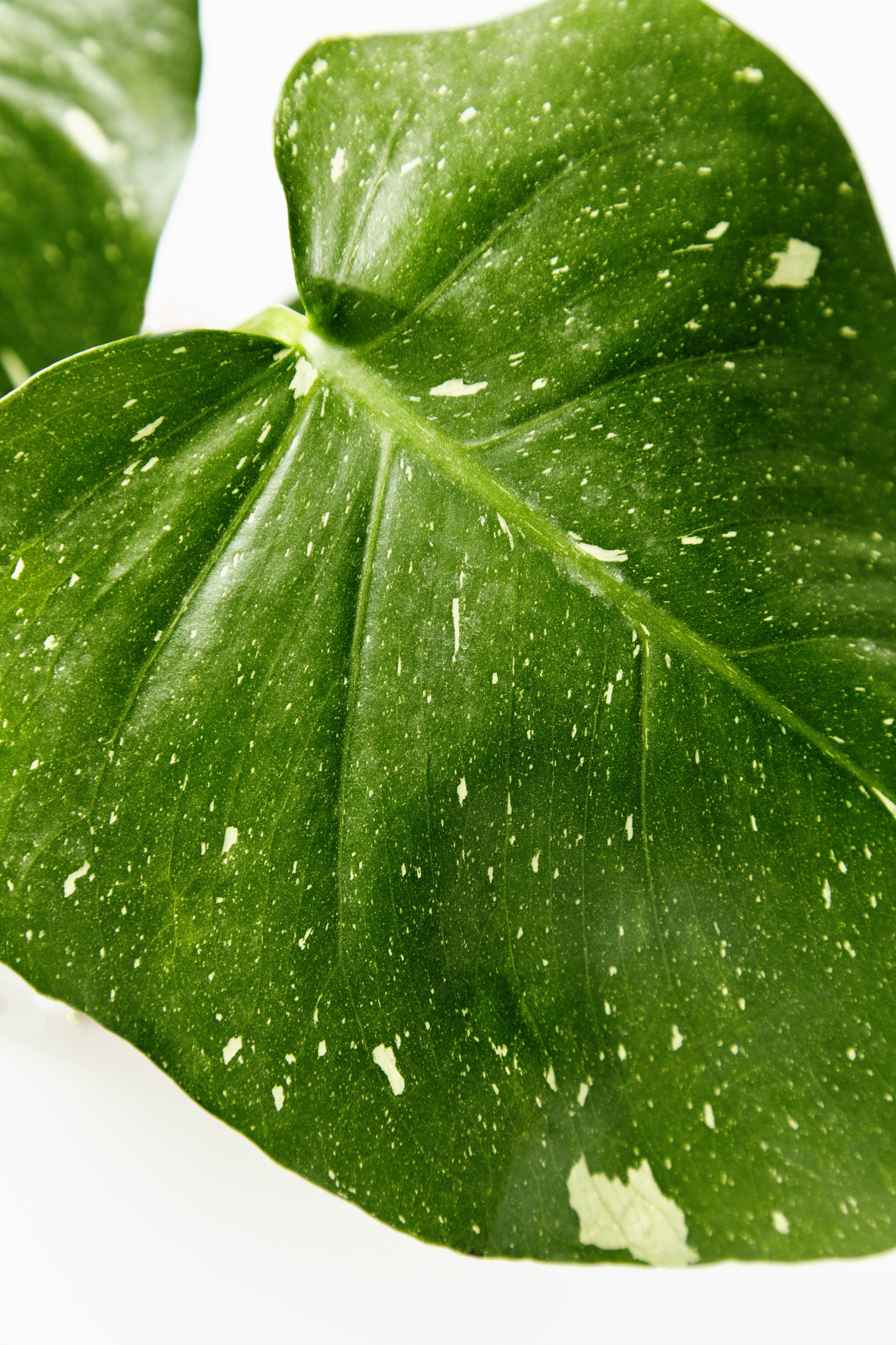 Close-up of a green leaf with white spots on a white background
