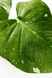 Close-up of a green leaf with white spots on a white background