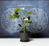 Potted plant in front of a celestial map on a blue background