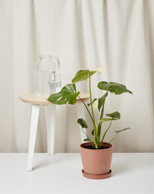 Potted plant on a white surface with a neutral background