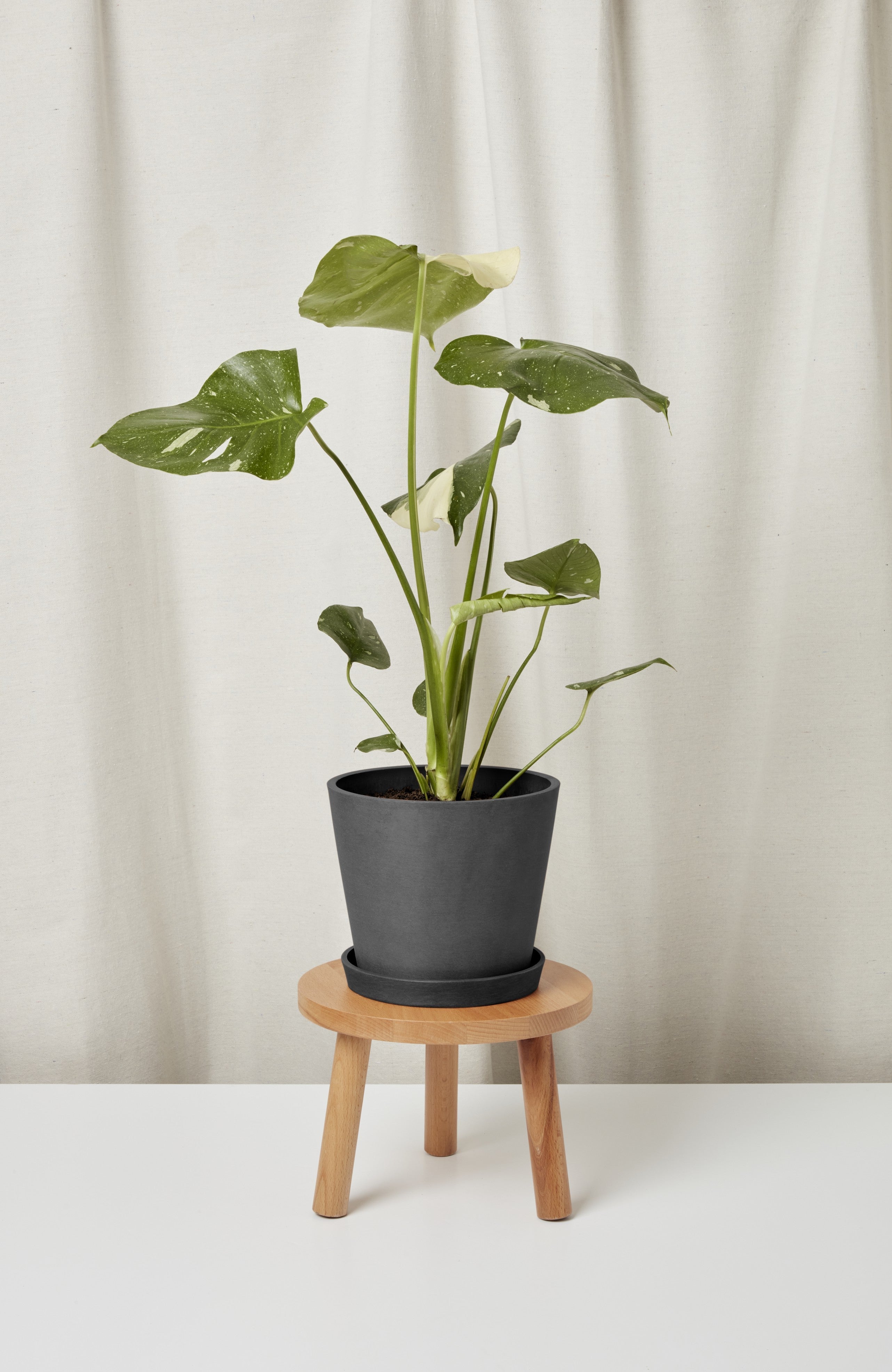 Potted plant on a small wooden stool against a plain background