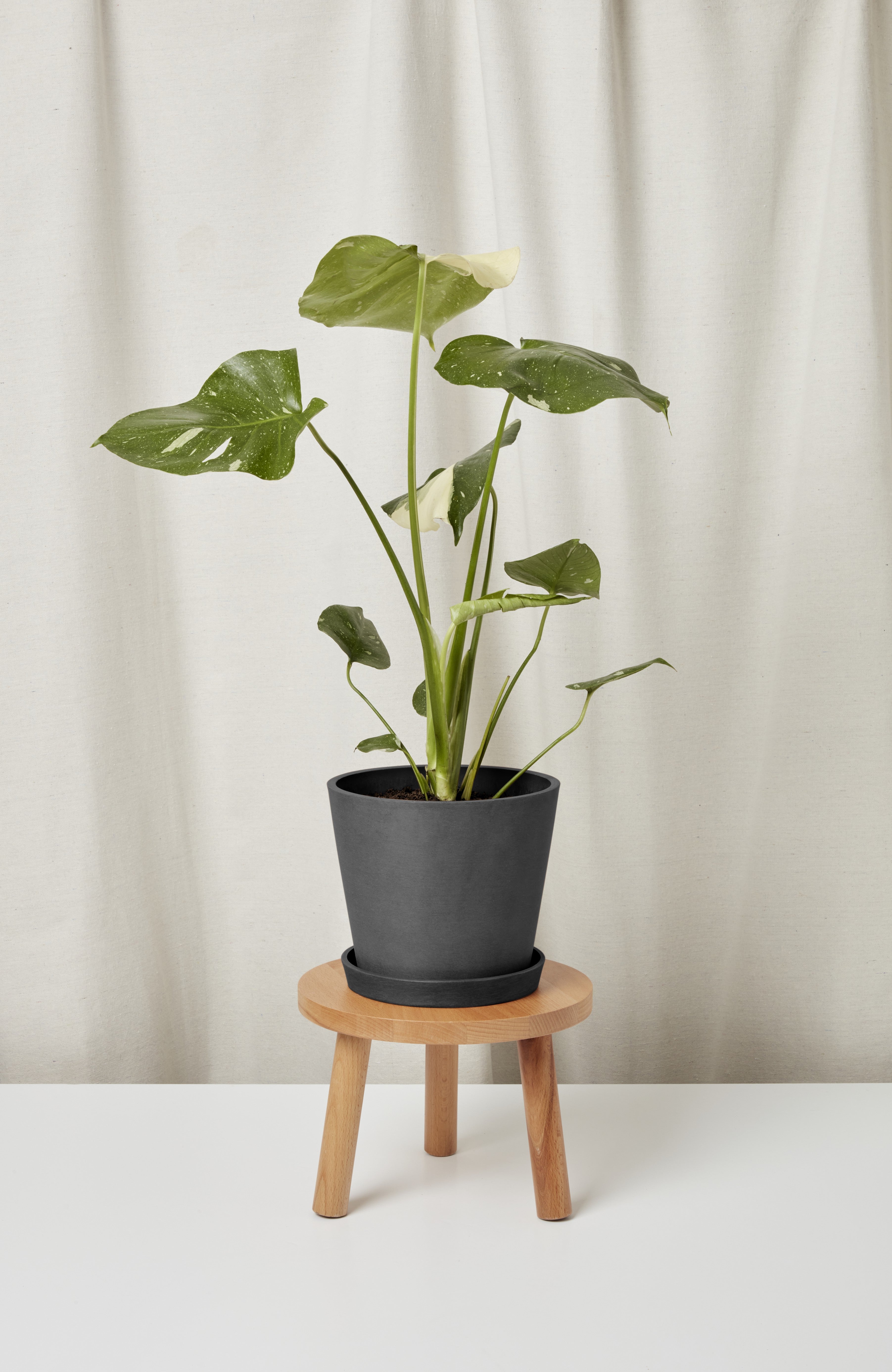 Potted plant on a small wooden stool against a plain background